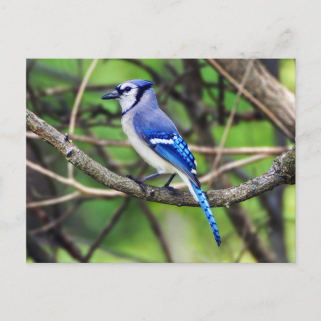 Blue Jay Postcard (Front)