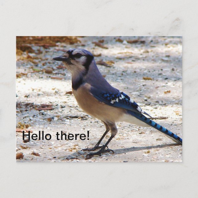Blue Jay postcard (Front)