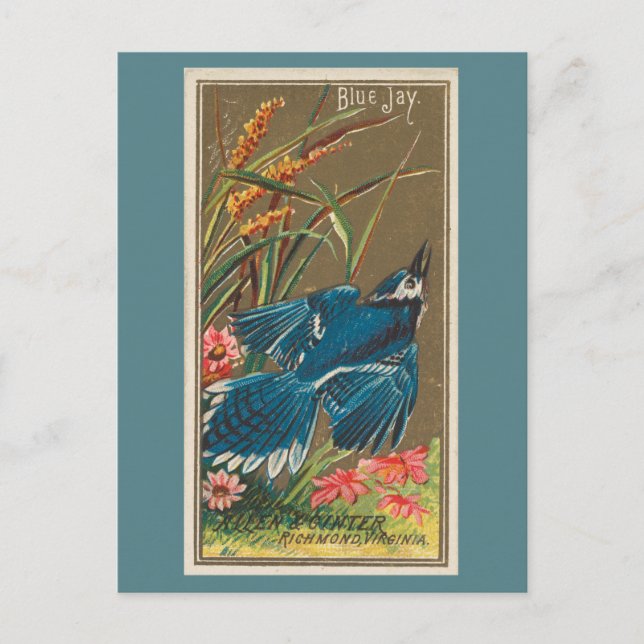 Blue Jay Postcard (Front)