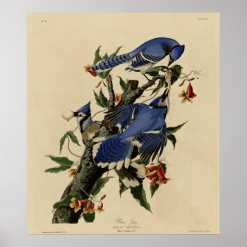 Blue Jay Poster by birdpictures at Zazzle