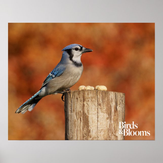 Blue Jay Poster (Front)