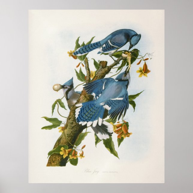 Blue Jay Poster (Front)