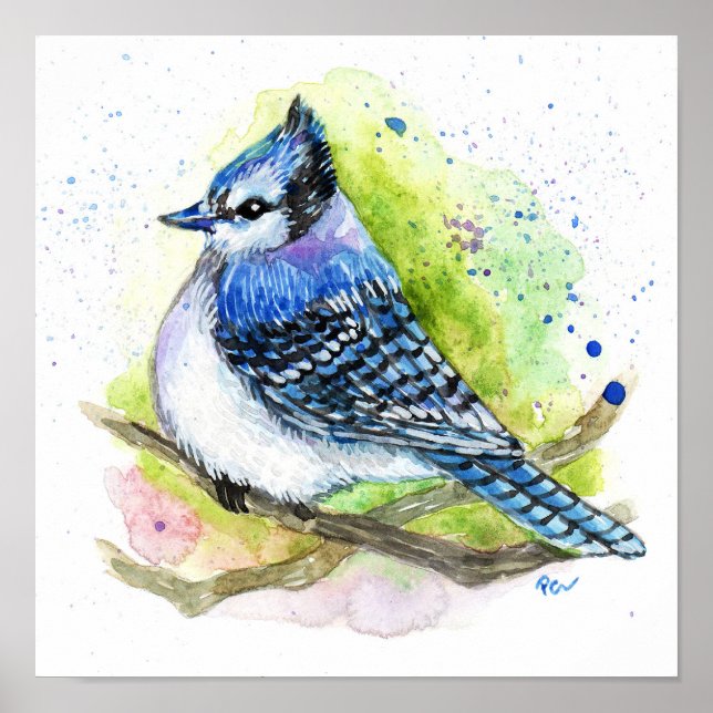 Blue Jay Poster (Front)