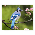 Blue Jay Poster