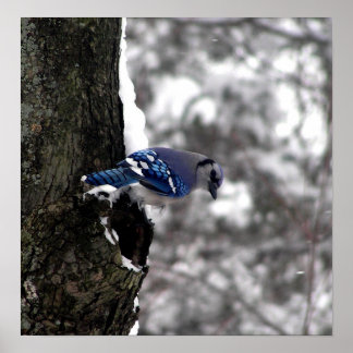 Blue Jay Poster / Print