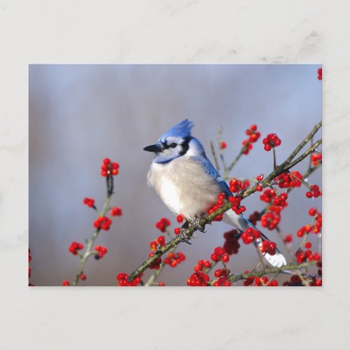 Blue Jay Resting on Hawthorn Tree Holiday Postcard