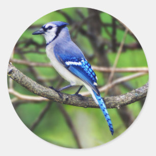 Blue Jay Round Sticker