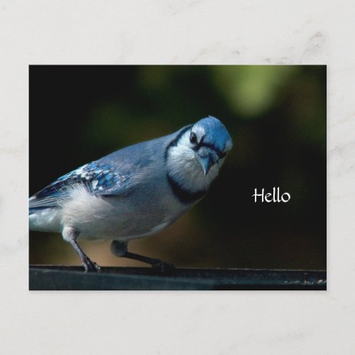 Blue Jay Says Hello Postcard