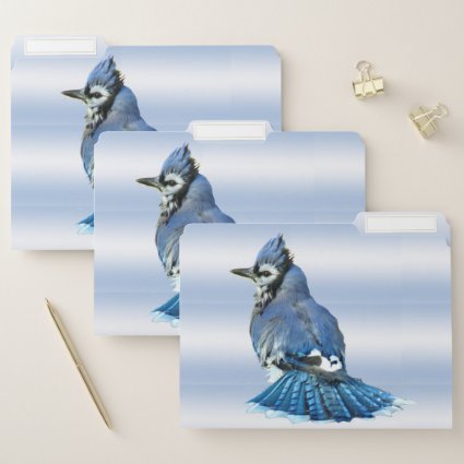 Blue Jay Set of Folders