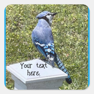 Blue Jay Sitting on Post, Custom Stickers