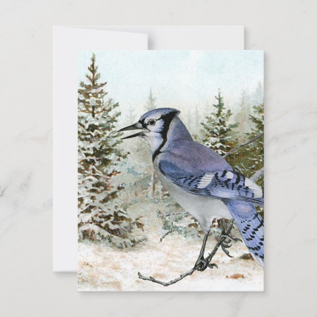 Blue Jay Snow Forest Christmas Holiday Bird Nature Card (Front)