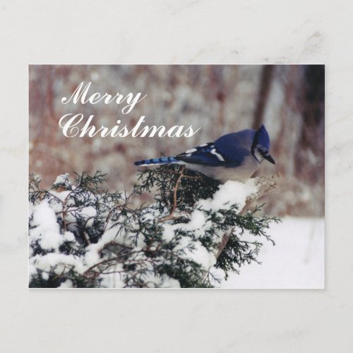 blue jay snow Merry Christmas _ Customized post Holiday Postcard