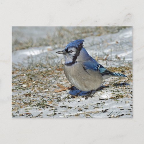 Blue Jay Snow Photo Postcard