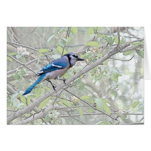 Blue Jay Songbird (Front Horizontal)