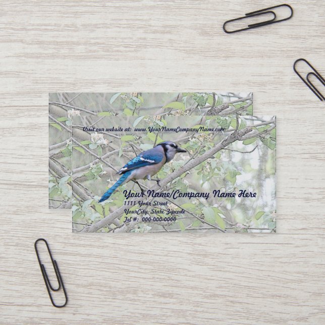 Blue Jay Songbird Business Card (Front/Back In Situ)