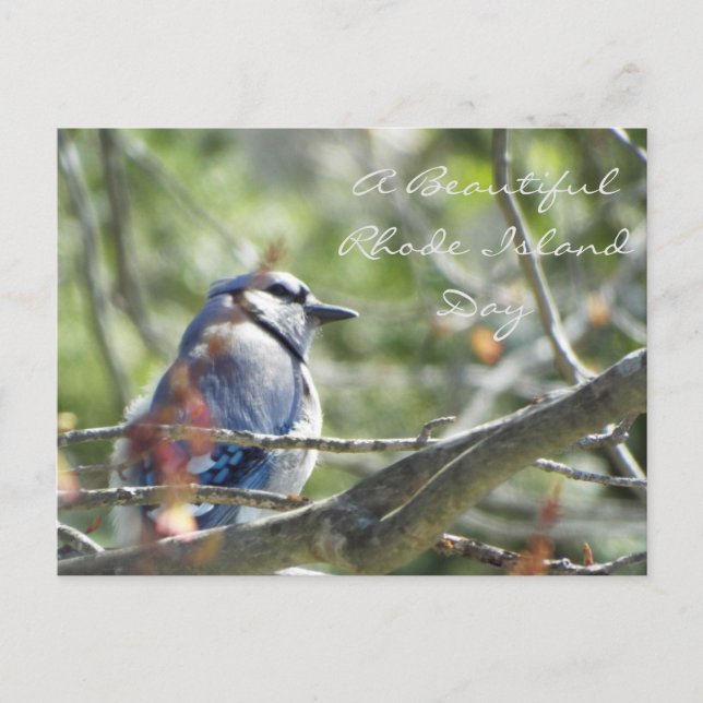 Blue Jay Spring Postcard (Front)