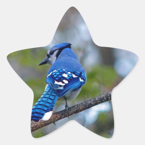 Blue Jay Star Sticker