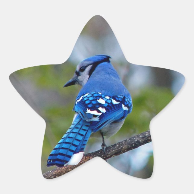 Blue Jay Star Sticker (Front)