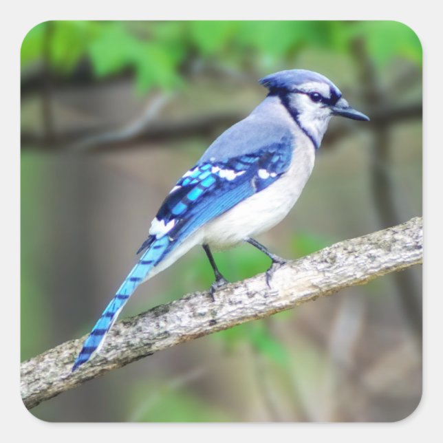 Blue Jay Sticker (Front)
