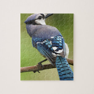 Blue Jay thinking of you friend family mom dad Jigsaw Puzzle