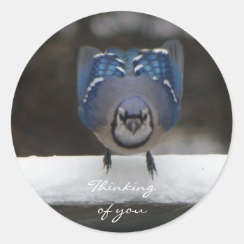 Blue Jay: Thinking Of You Sticker by KELLBELL535 at Zazzle