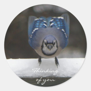Blue Jay: Thinking Of You Sticker