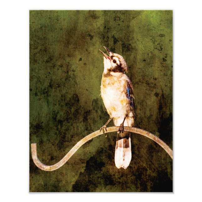 Blue Jay Wall Art Print  (Front)