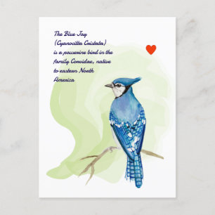Blue jay watercolor painting postcard