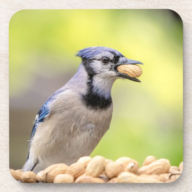 Blue jay with a peanut beverage coaster (Front)