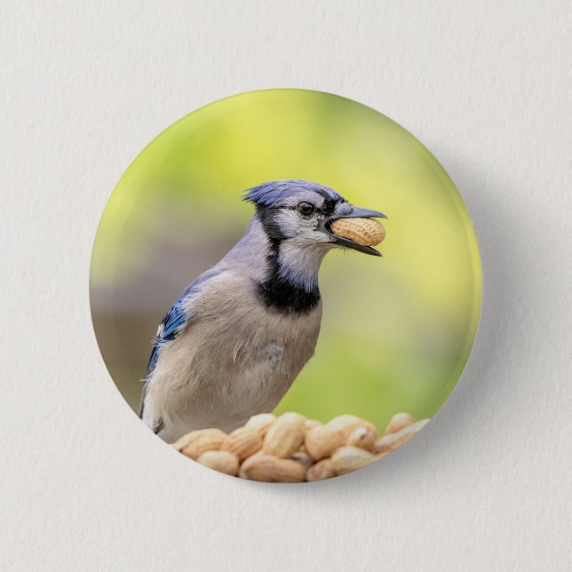 Blue jay with a peanut button (Front)