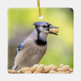 Blue jay with a peanut ceramic ornament