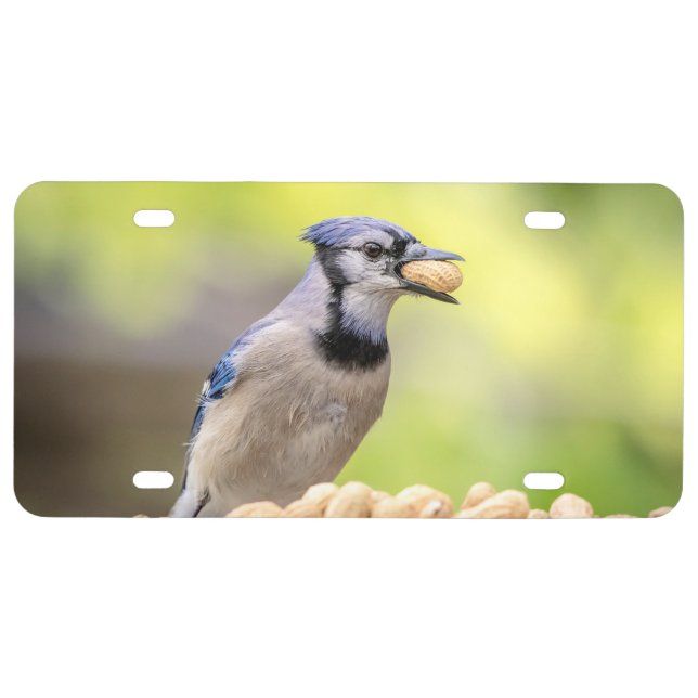 Blue jay with a peanut license plate (Front)