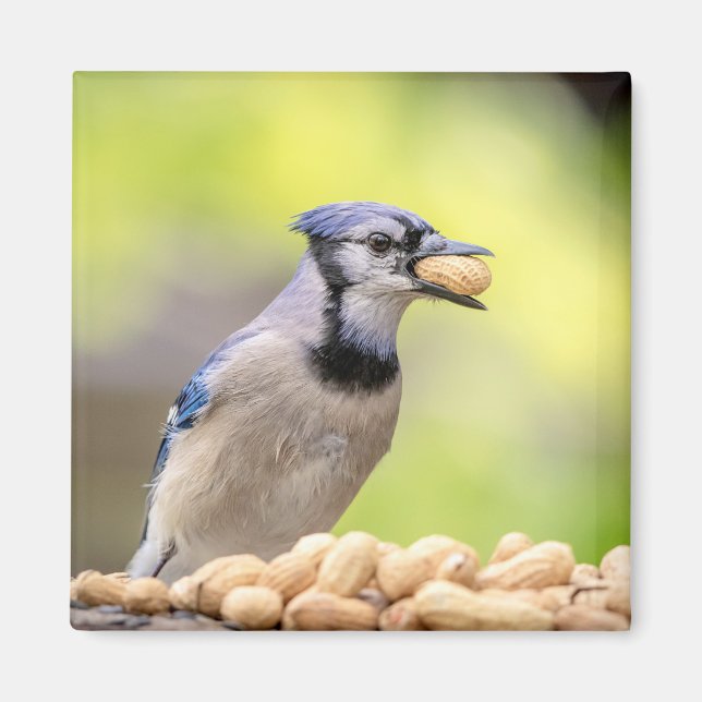 Blue jay with a peanut magnet (Front)