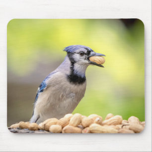 Blue jay with a peanut mouse pad
