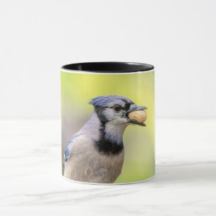 Blue jay with a peanut mug