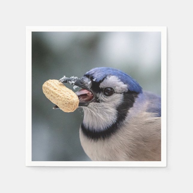 Blue jay with a peanut napkins (Front)