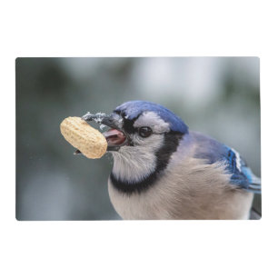 Blue jay with a peanut placemat