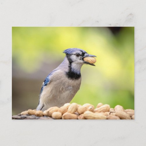 Blue jay with a peanut postcard