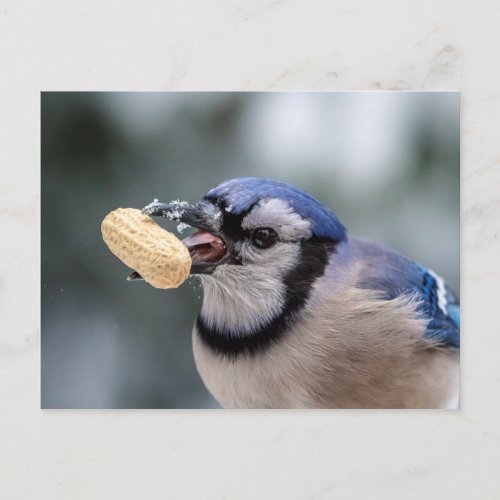 Blue jay with a peanut postcard