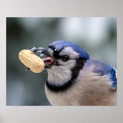 Blue jay with a peanut poster