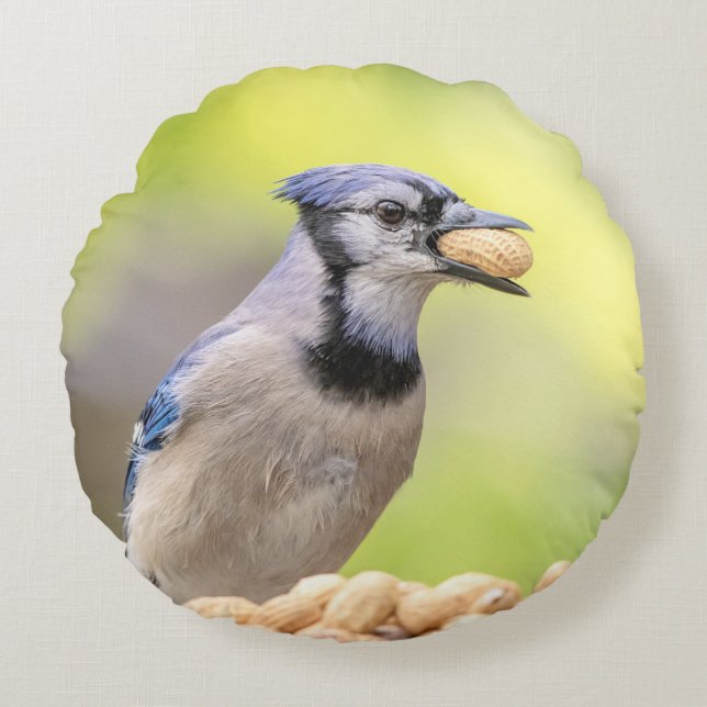 Blue jay with a peanut round pillow (Front)