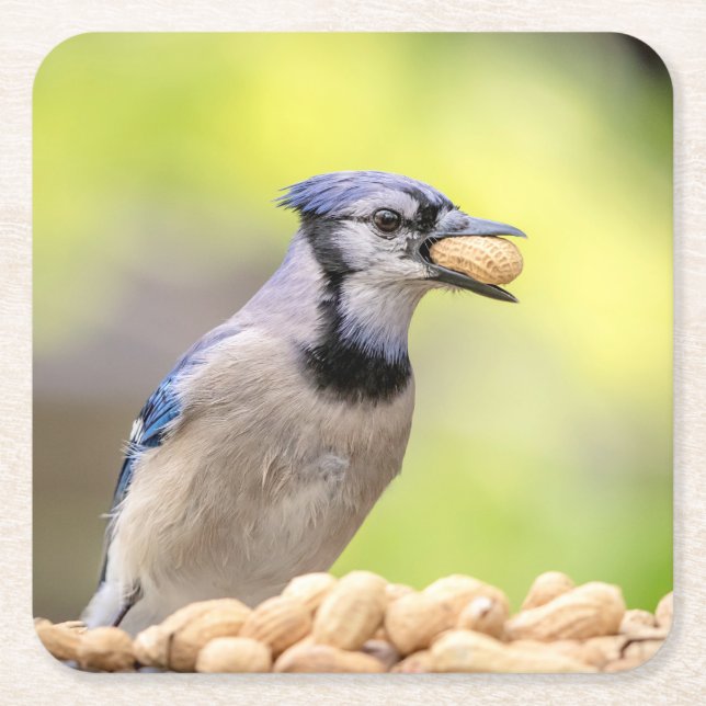 Blue jay with a peanut square paper coaster (Front)