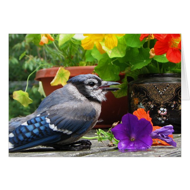 Blue Jay with Flowers (Front Horizontal)