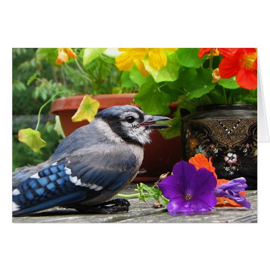 Blue Jay with Flowers Cards (Front Horizontal)