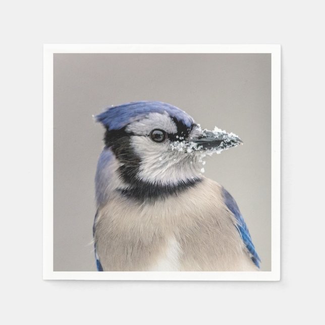 Blue jay with snow on his beak paper napkins (Front)