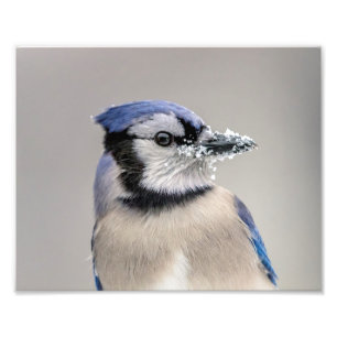 Blue jay with snow on his beak photo print