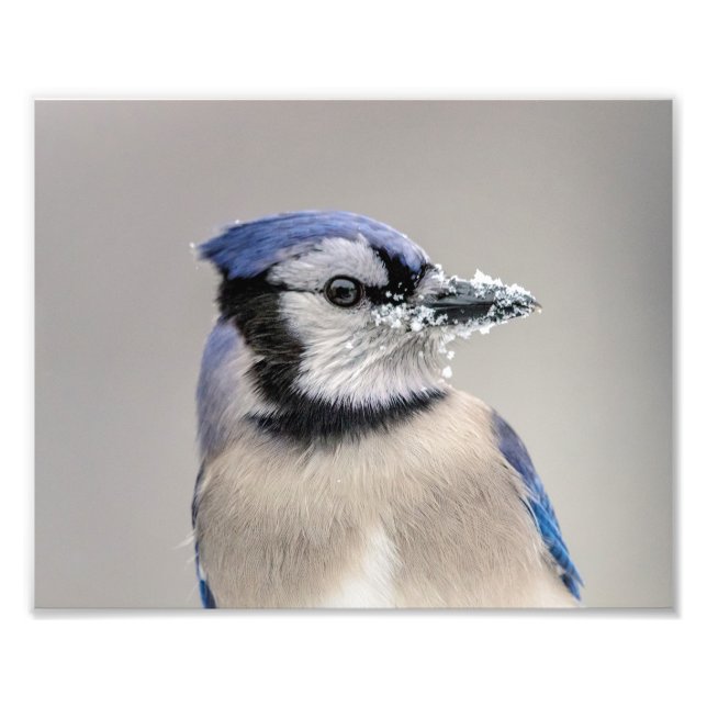 Blue jay with snow on his beak photo print (Front)