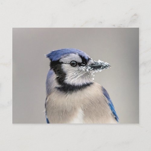 Blue jay with snow on his beak postcard