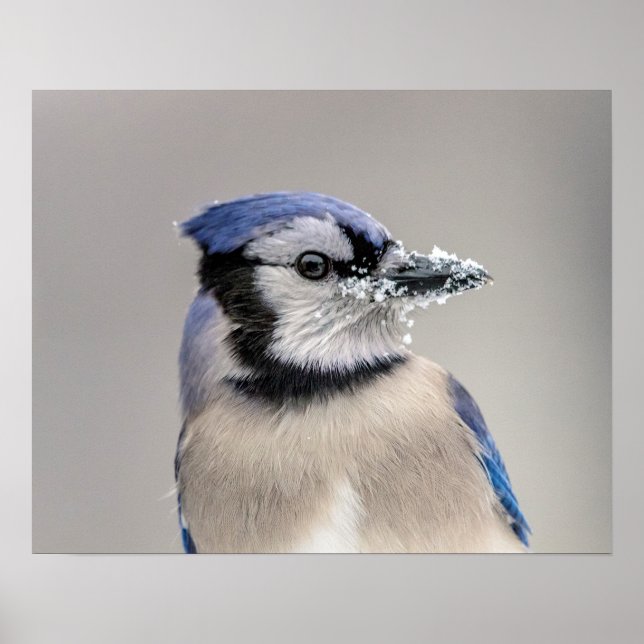 Blue jay with snow on his beak poster (Front)