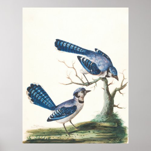 Blue Jays Animal Wildlife Bird  Poster